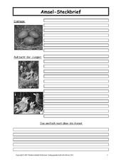 Amsel-Steckbrief-C-SW-3.pdf